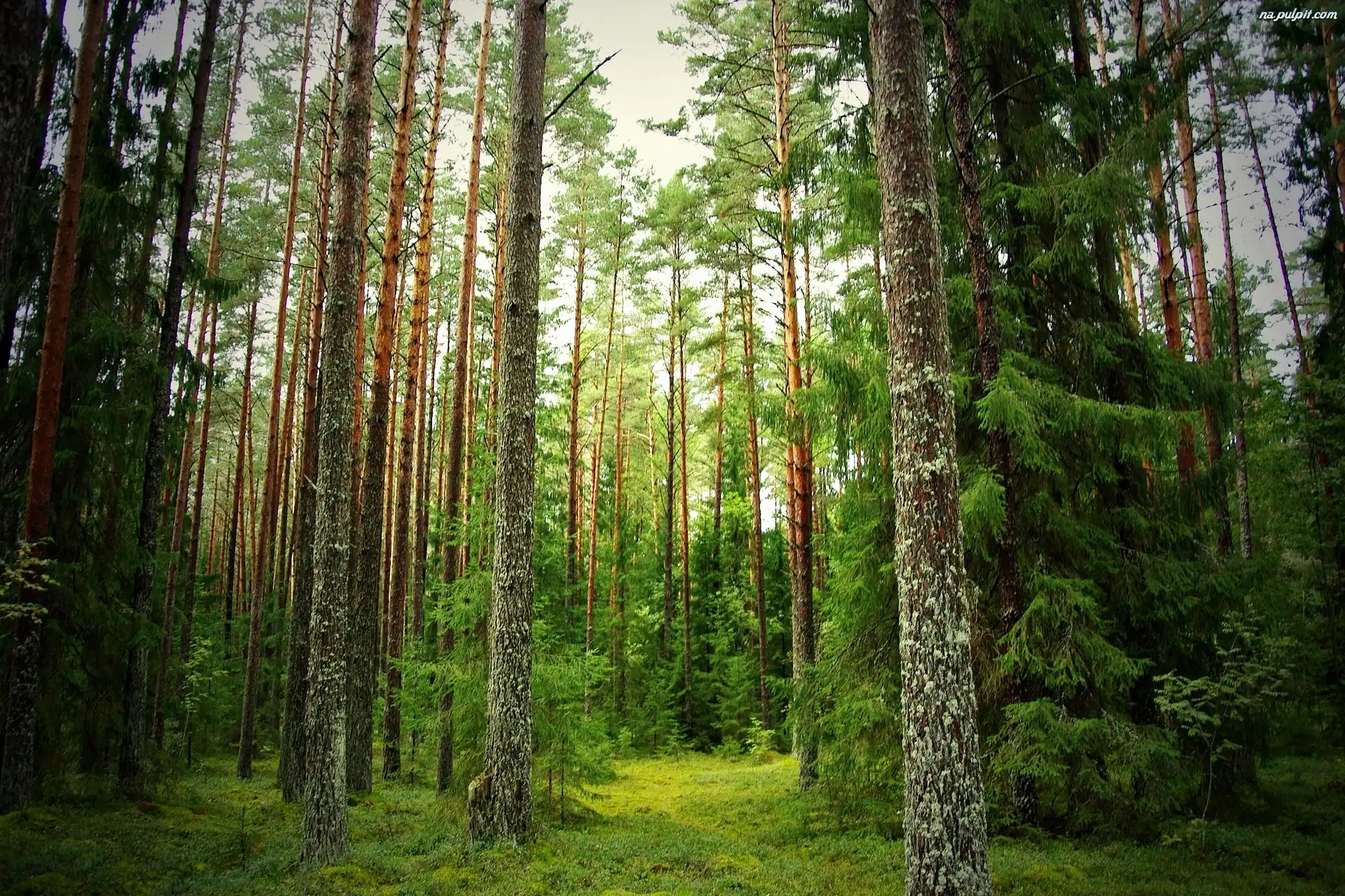 Znalezione obrazy dla zapytania las